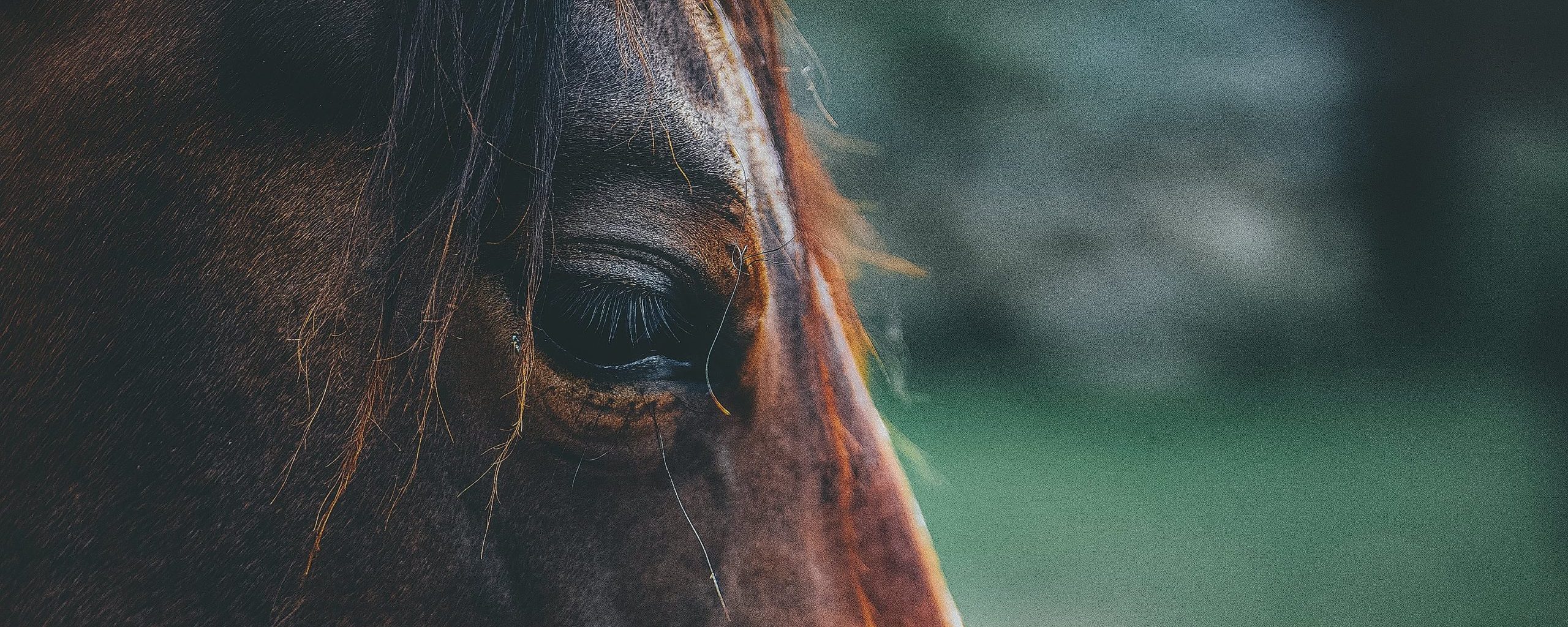 equitherapie lambesc-psychologue rognes-therapie par le cheval saint cannat-formation mediation animale pelissanne-gerer ses emotions aurons-mediation animale lambesc-accompagnement emotionnel lambesc-equitherapeute lambesc
